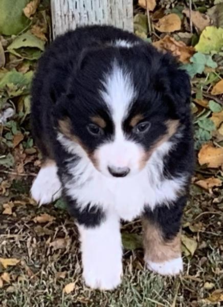 Kona Bear