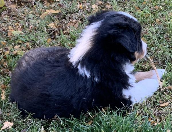 Kona Bear