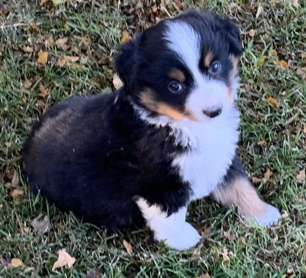 Kona Bear