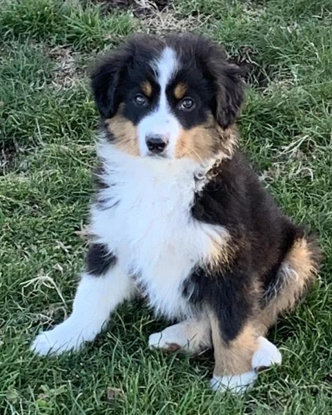 Kona Bear