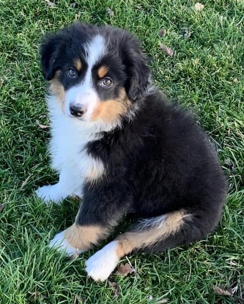 Kona Bear