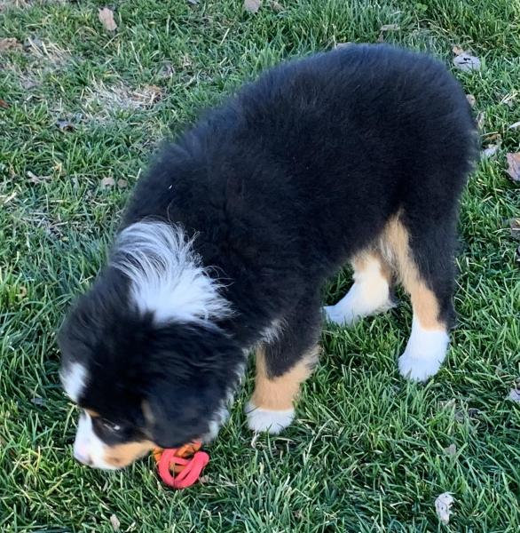 Kona Bear