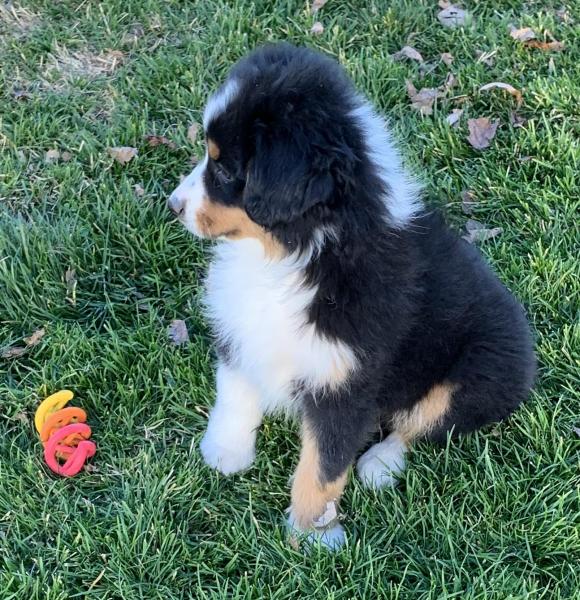 Kona Bear