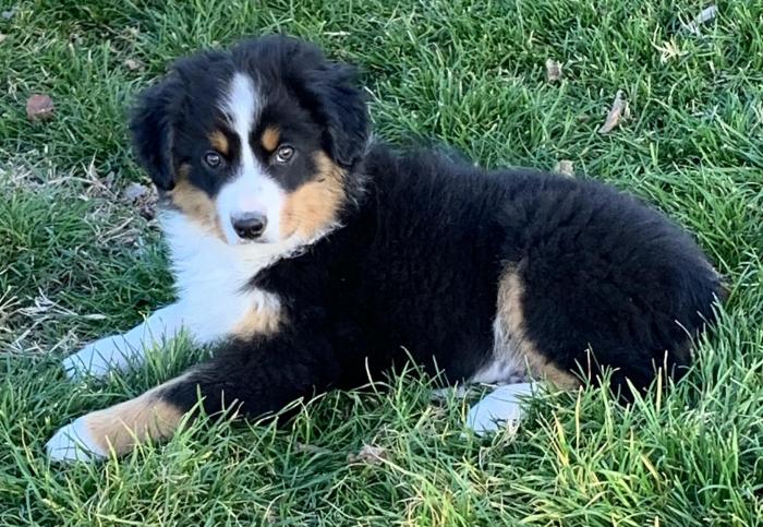 Kona Bear