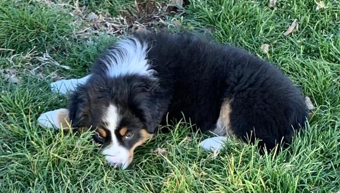 Kona Bear