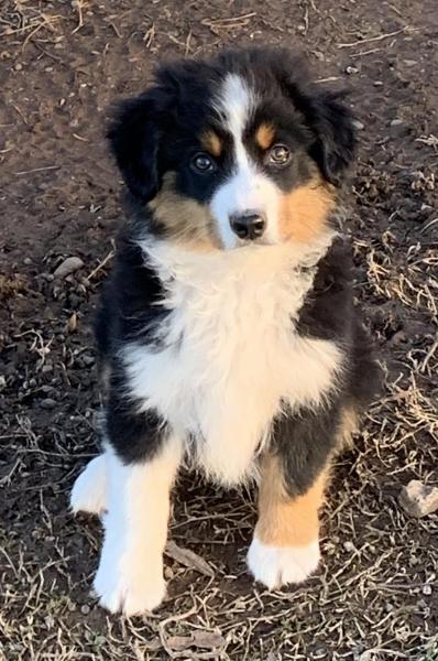 Kona Bear