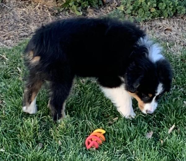 Kona Bear