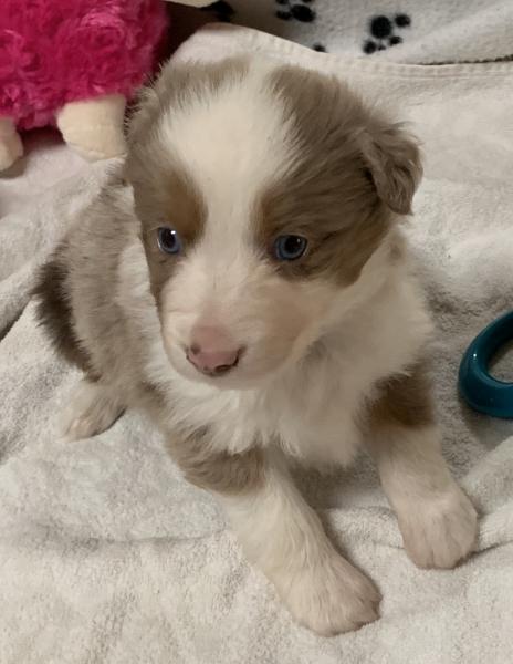 D'Artagnan