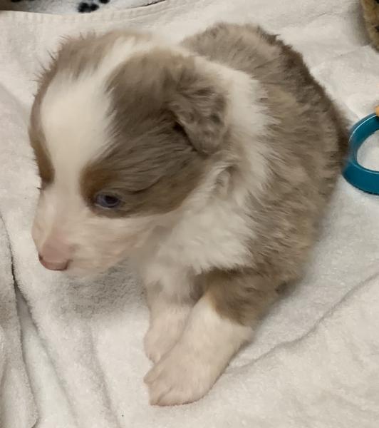 D'Artagnan