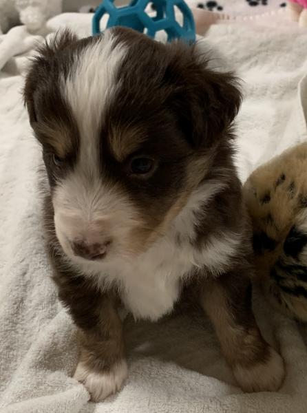 Tobias