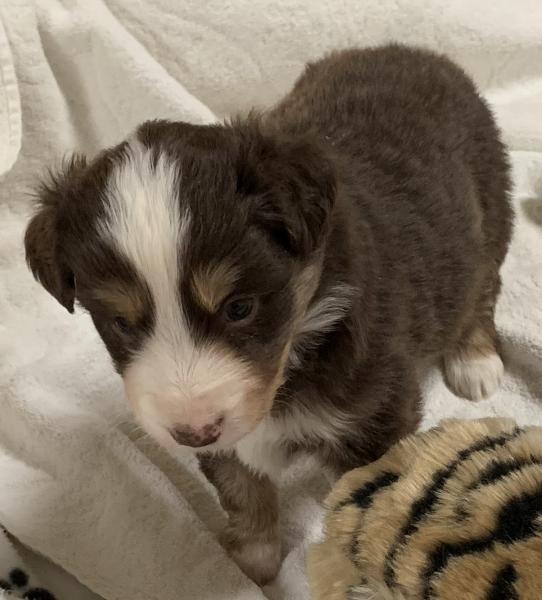 Tobias