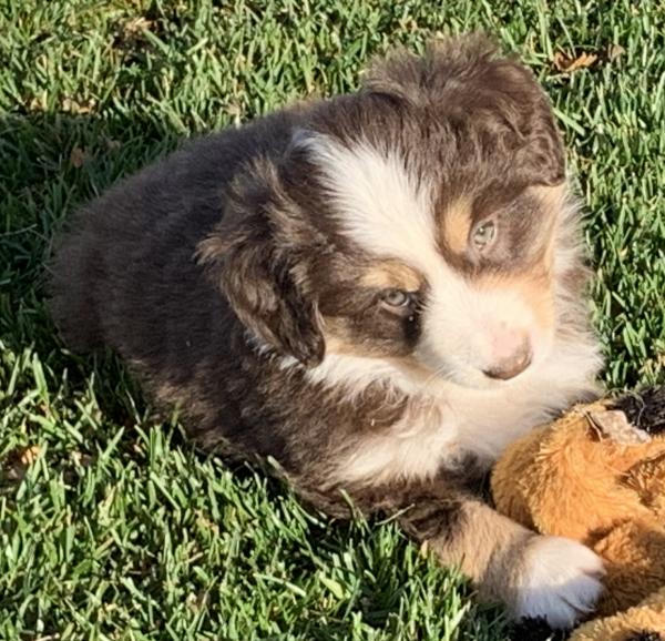 Tobias
