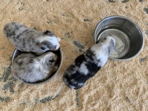 Sally × Chance litter
