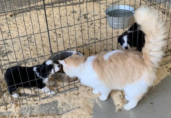 Sally × Chance litter