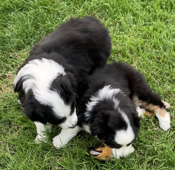 Sally × Chance litter
