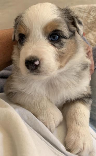 Cali