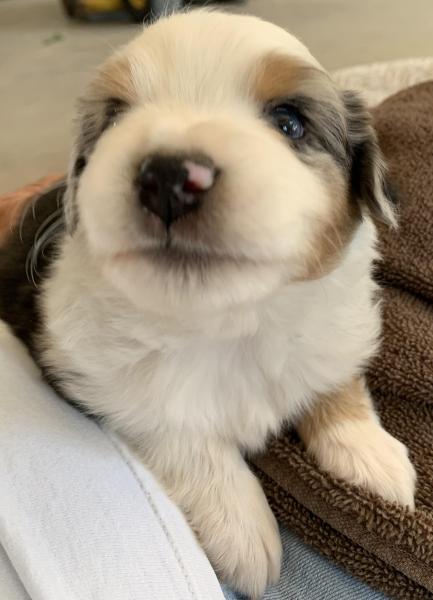 Sammy