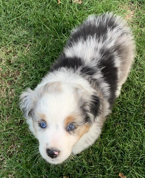 Sammy