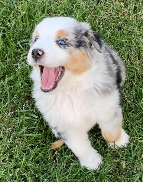 Sammy
