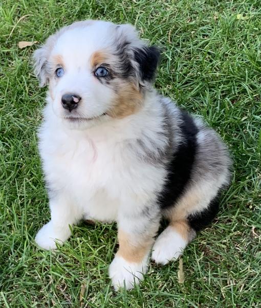 Sammy