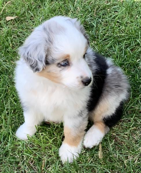 Sammy