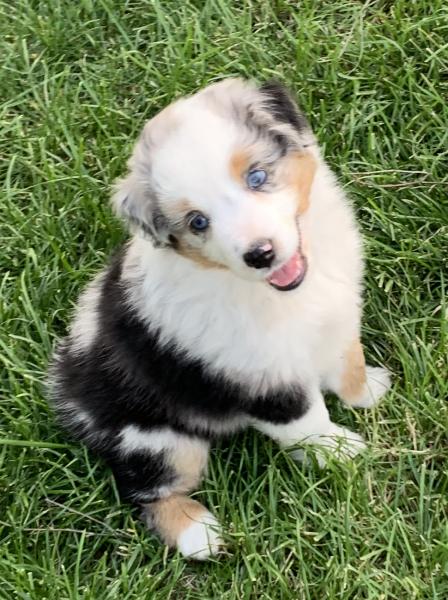 Sammy
