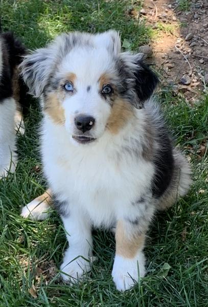 Sammy