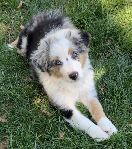 Sammy