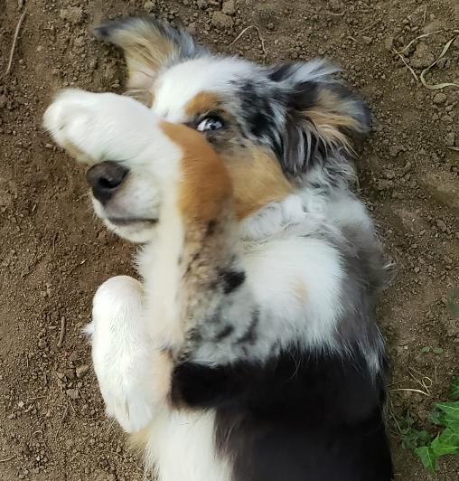 Sammy