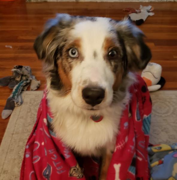 Sammy