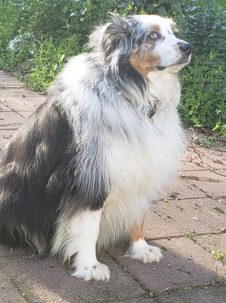 Sammy