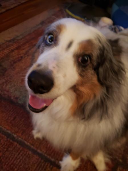 Sammy