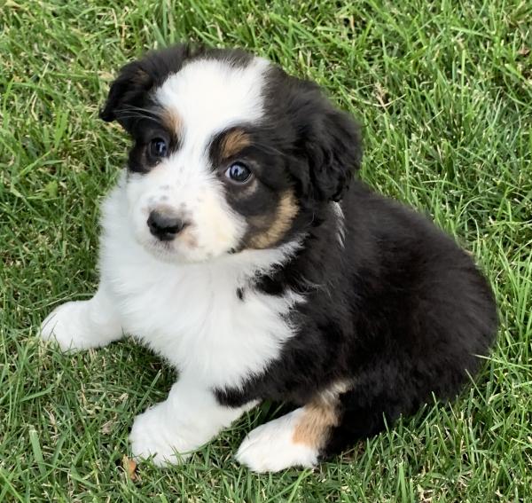Roni
