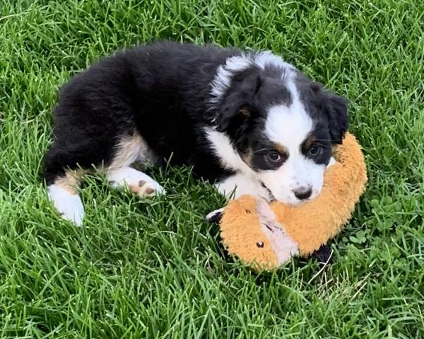 Roni