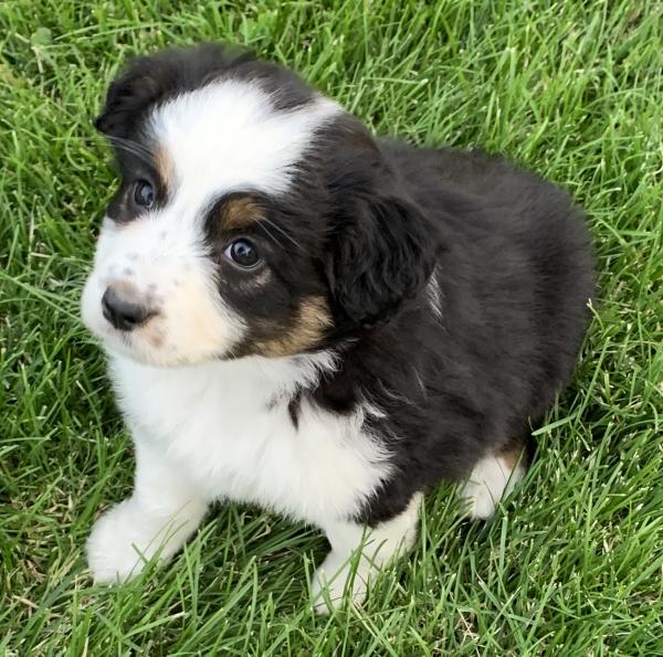 Roni