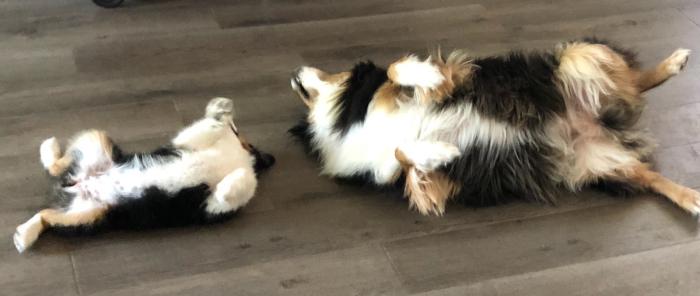 Roni