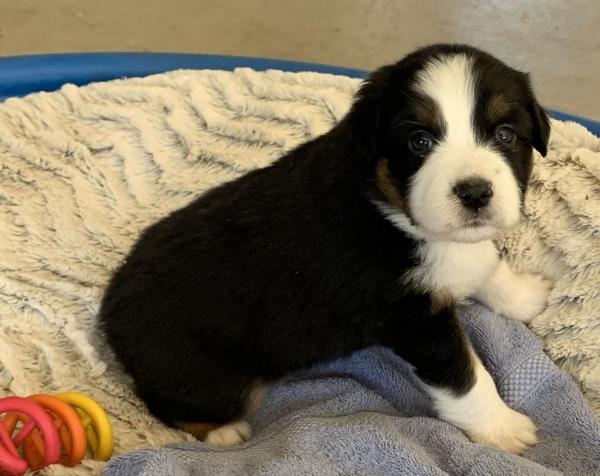 Finn