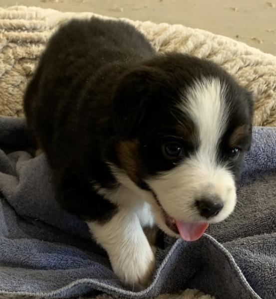 Finn