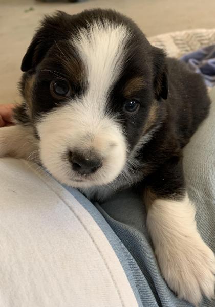 Finn