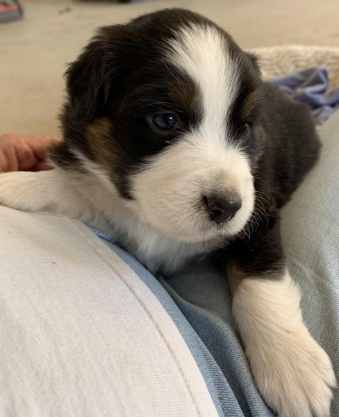 Finn