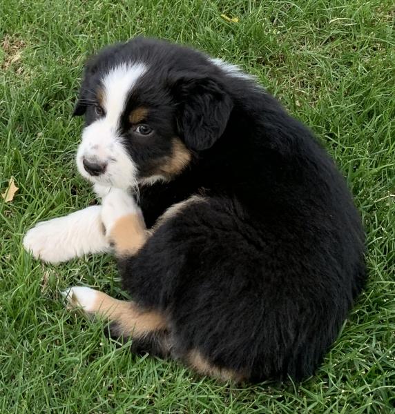 Finn