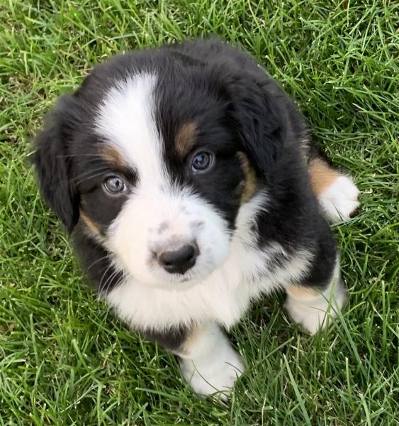 Finn