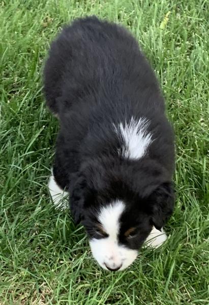 Finn