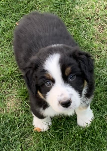 Finn