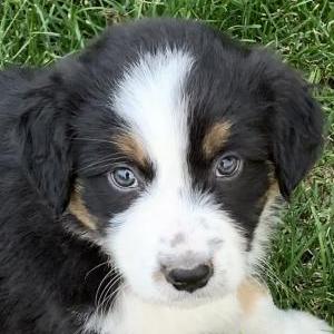 Finn