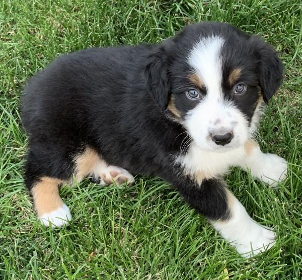 Finn