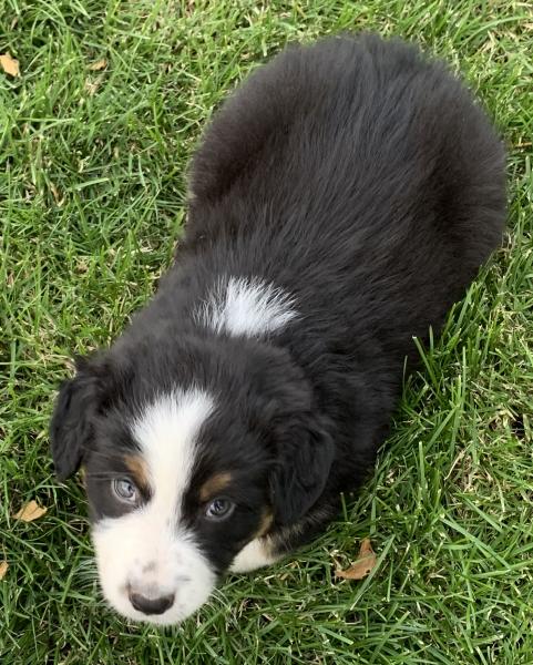 Finn