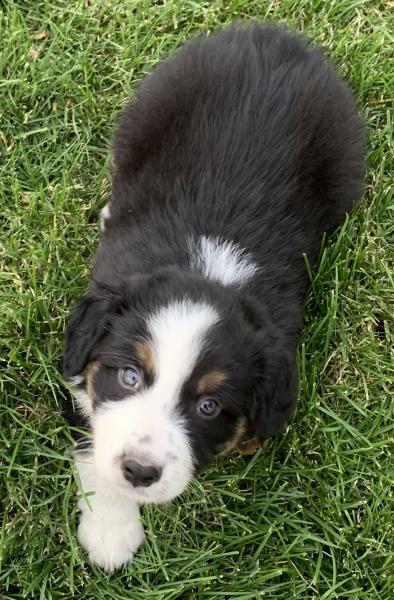 Finn