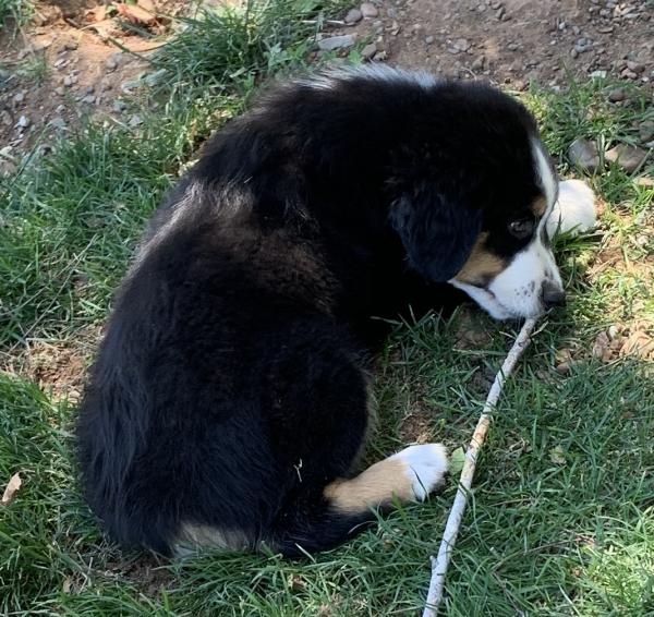 Finn