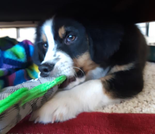 Finn